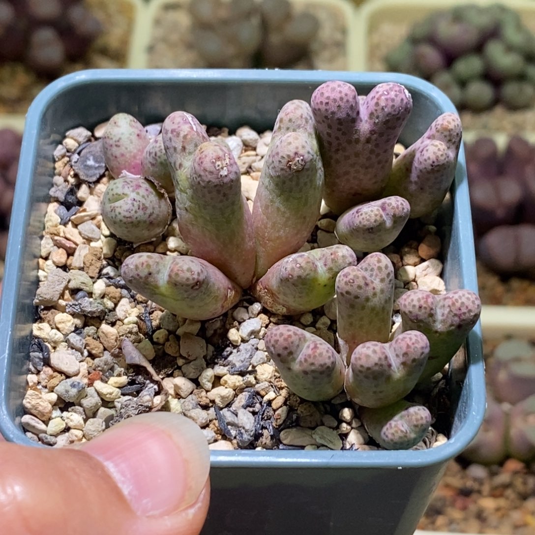 好看好看好看一盆斑马