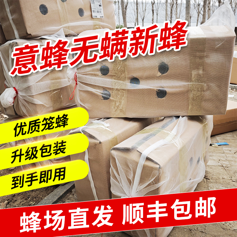 （蜂群整箱）顺丰包邮意蜂子脾强群繁殖蜜蜂养殖好帮手