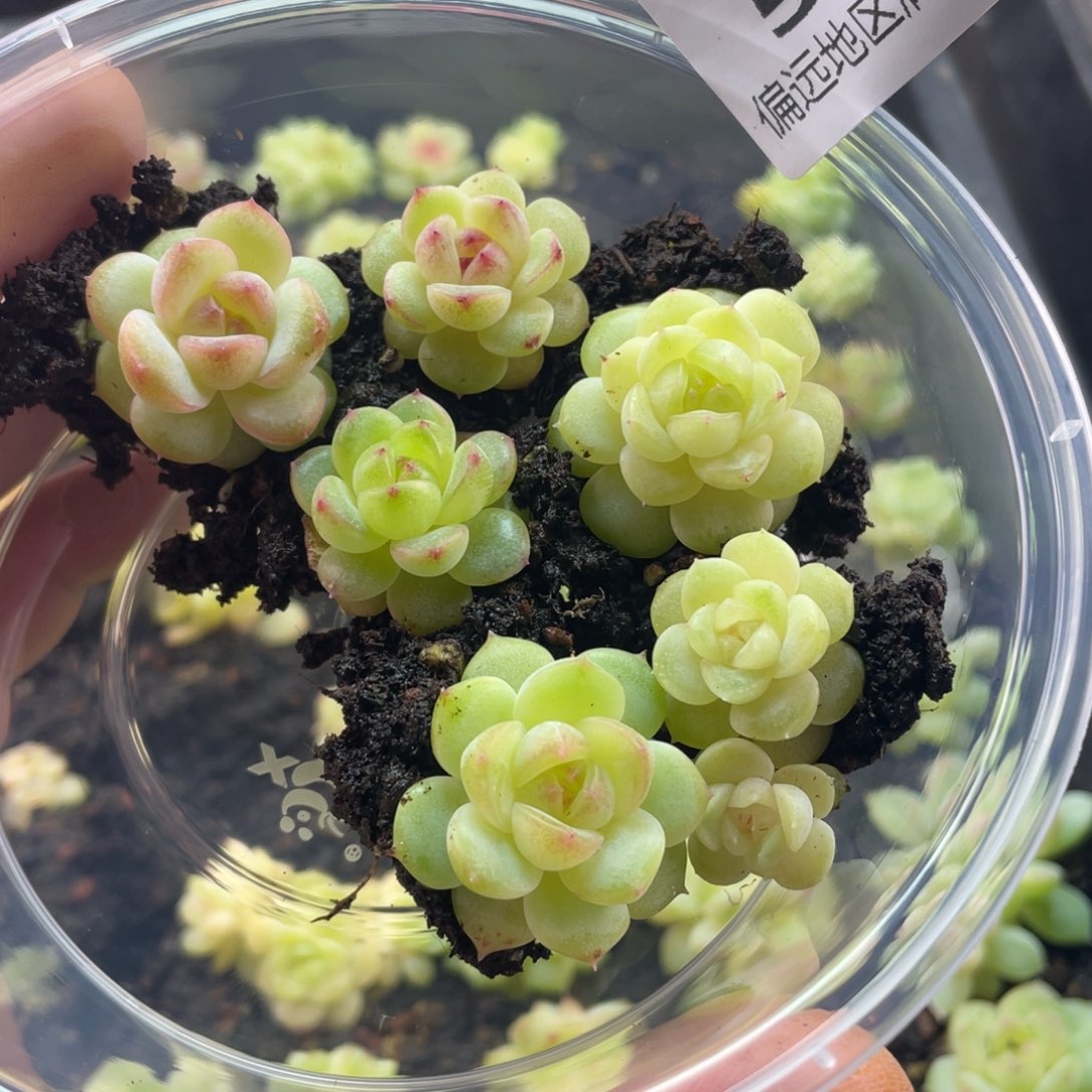 优选珍妮混一物一拍565…