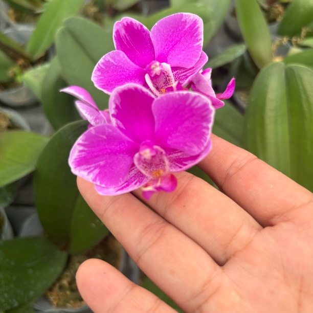 花苗【泼墨满天红2.8寸苗根少丰花好养经典品种