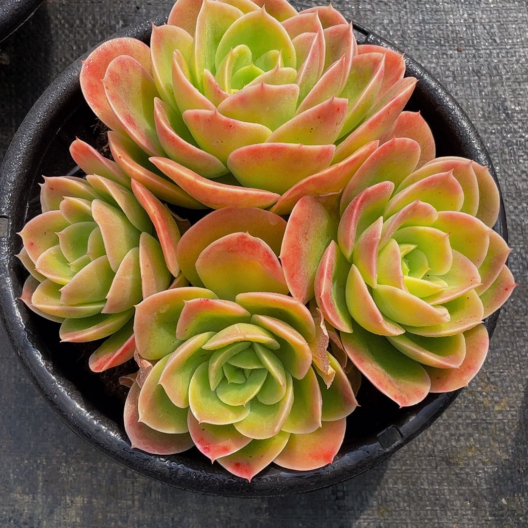 辛纳塔多肉植物2060