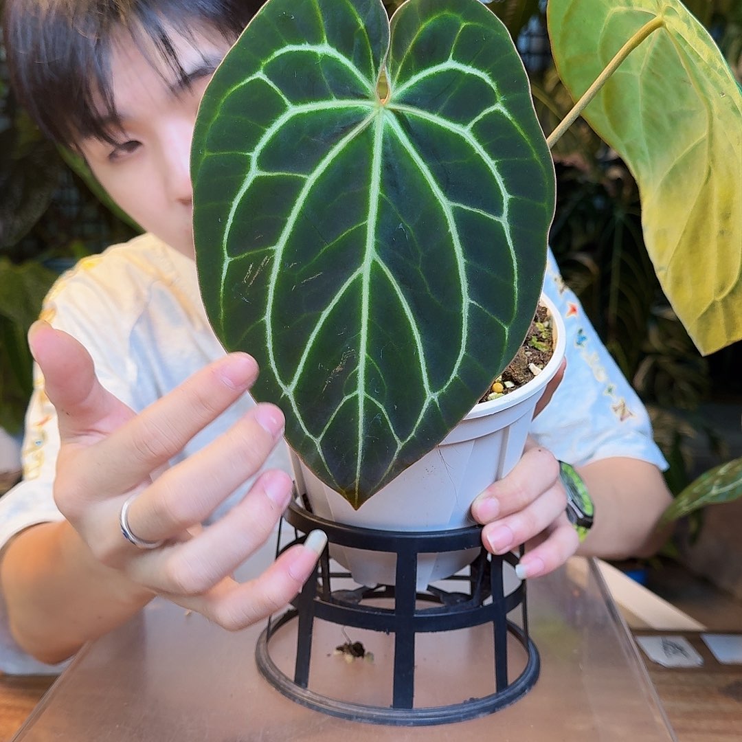 完全开放H59黑贝斯