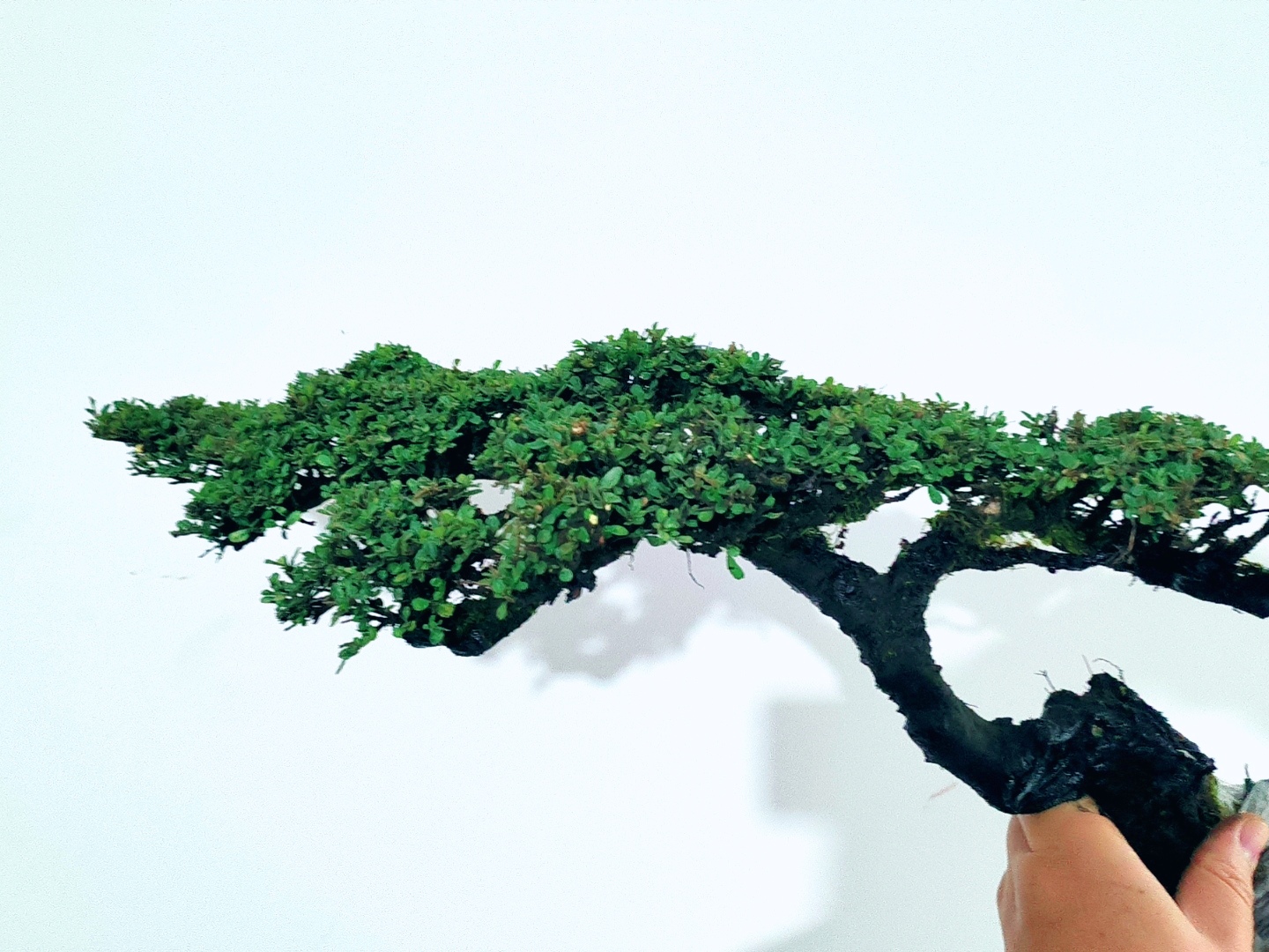 云南老鹰刺黑刺高端盆景素材