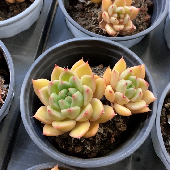 111。春春珍妮。双头起