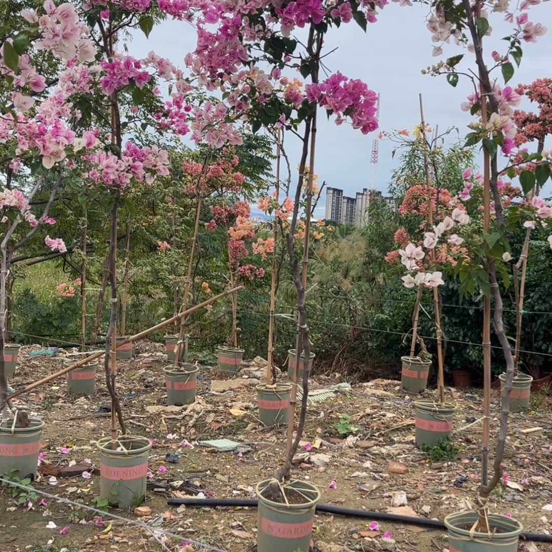 完全开放高飘章红英