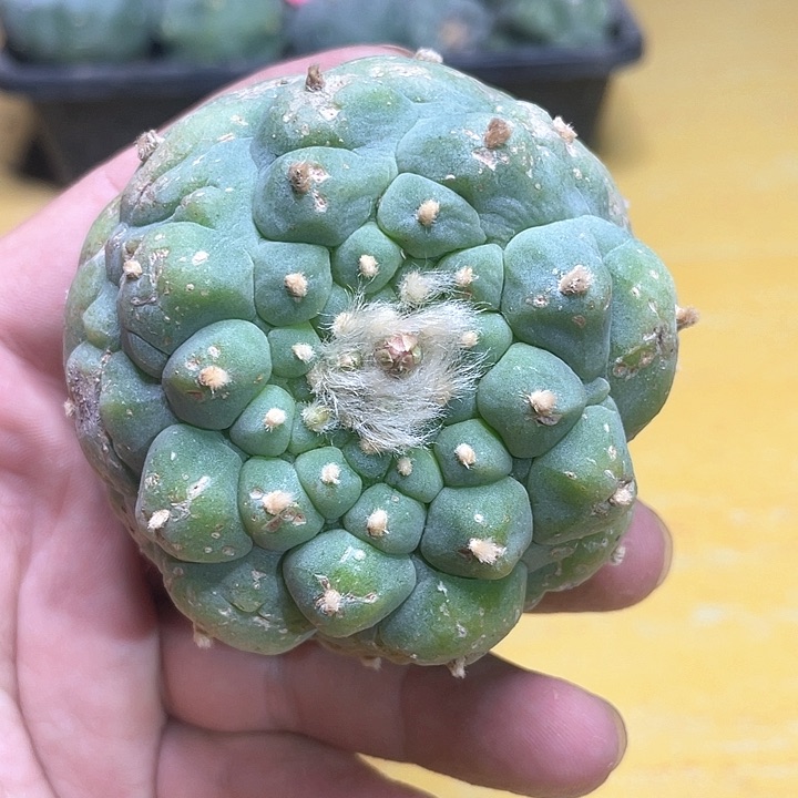 仙人球苗接7公分030