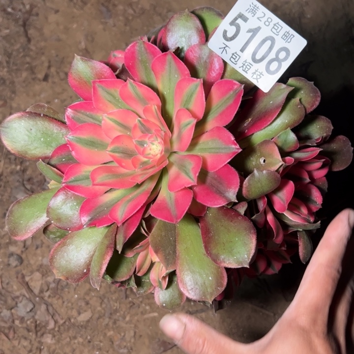 香妃多肉植物法师5108