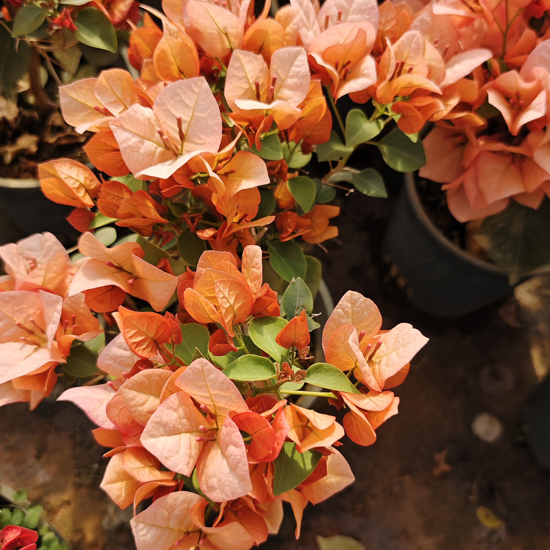 橙不甜西瓜 勤花三角梅