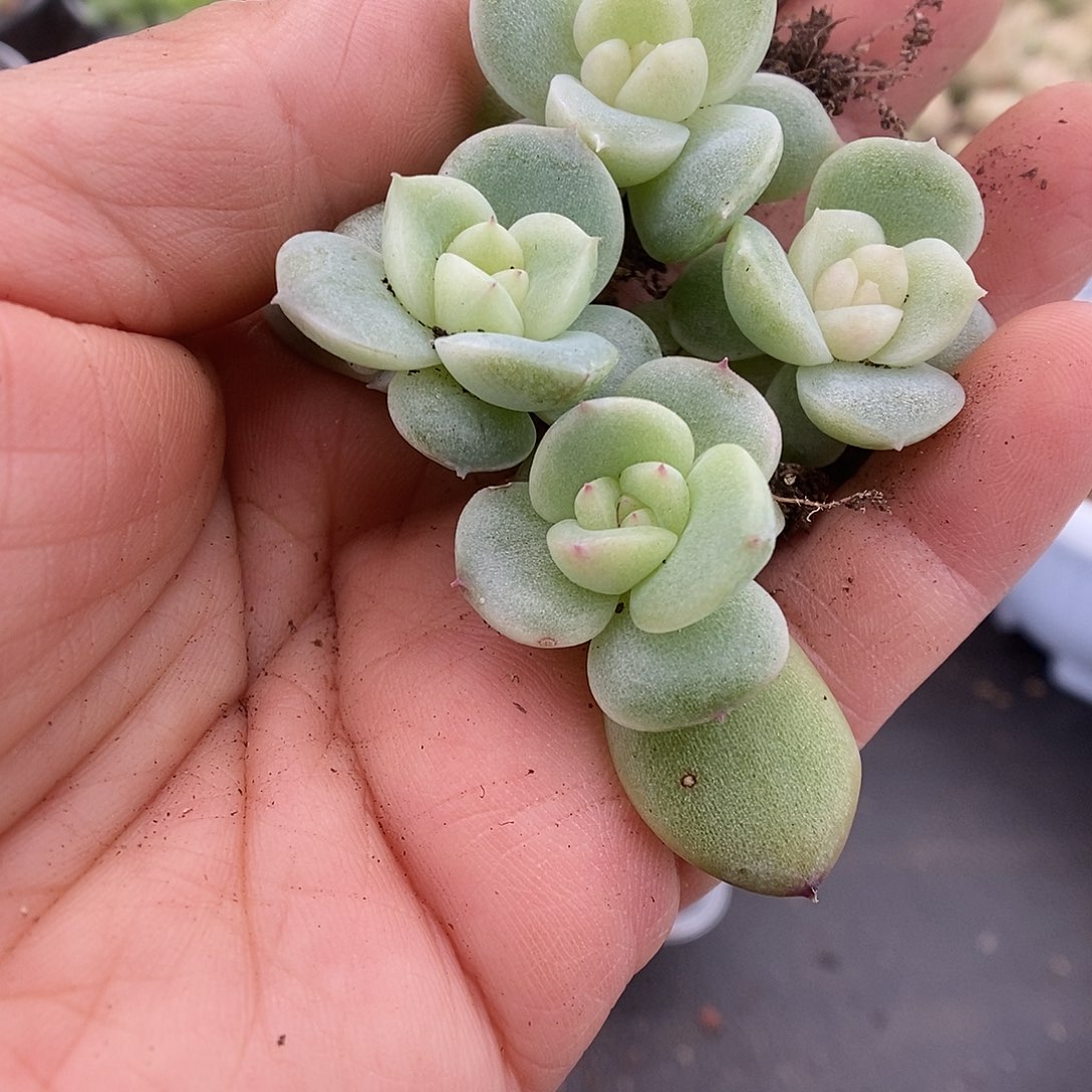 一物一拍一物一拍911-224