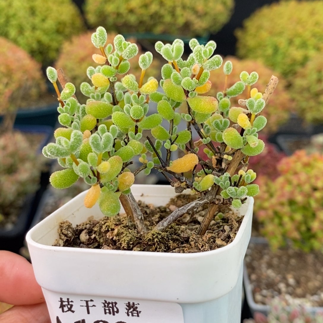 腊***粥1826翡翠 。       