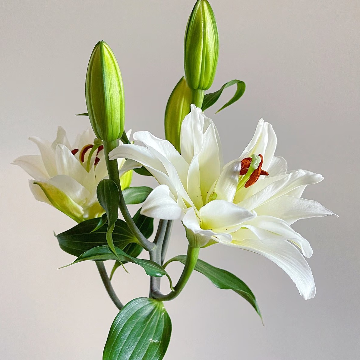 白雪公主重瓣百合（清香型）东北凌源鲜切花基地现采现发顺丰包邮