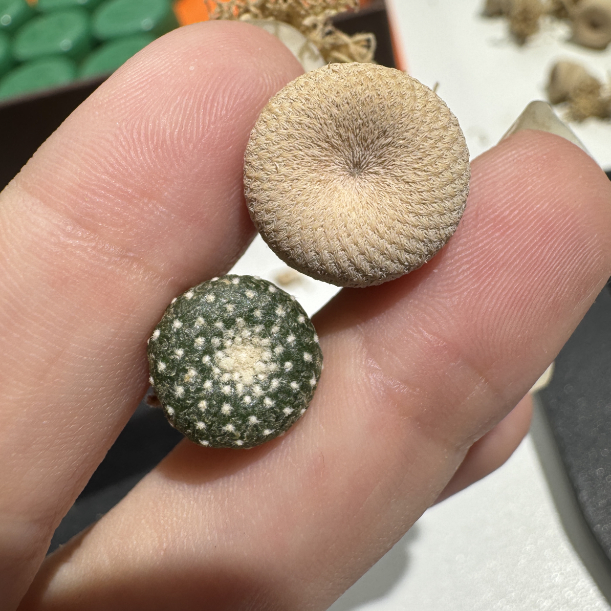 仙人球 多肉植物 1.3cm 1cm