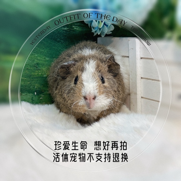 对称美泰弟弟 荷兰猪 豚鼠 包邮包风险