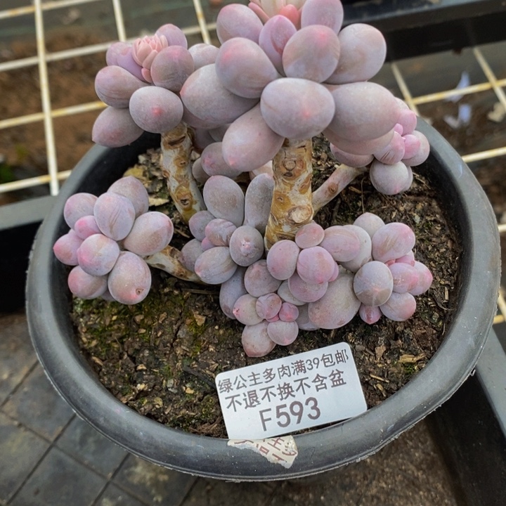 香水手指奶老桩9cm593多肉植物