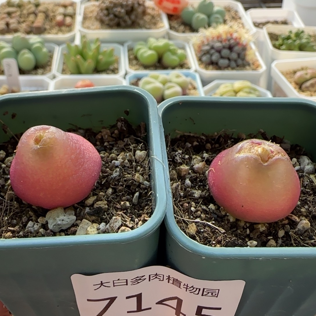 7145 大白多肉植物园