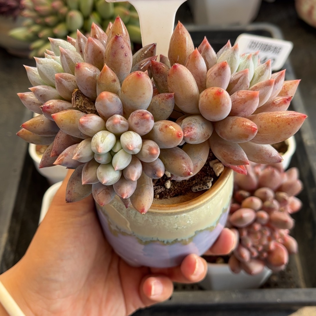 1342 天冷必拍保温箱