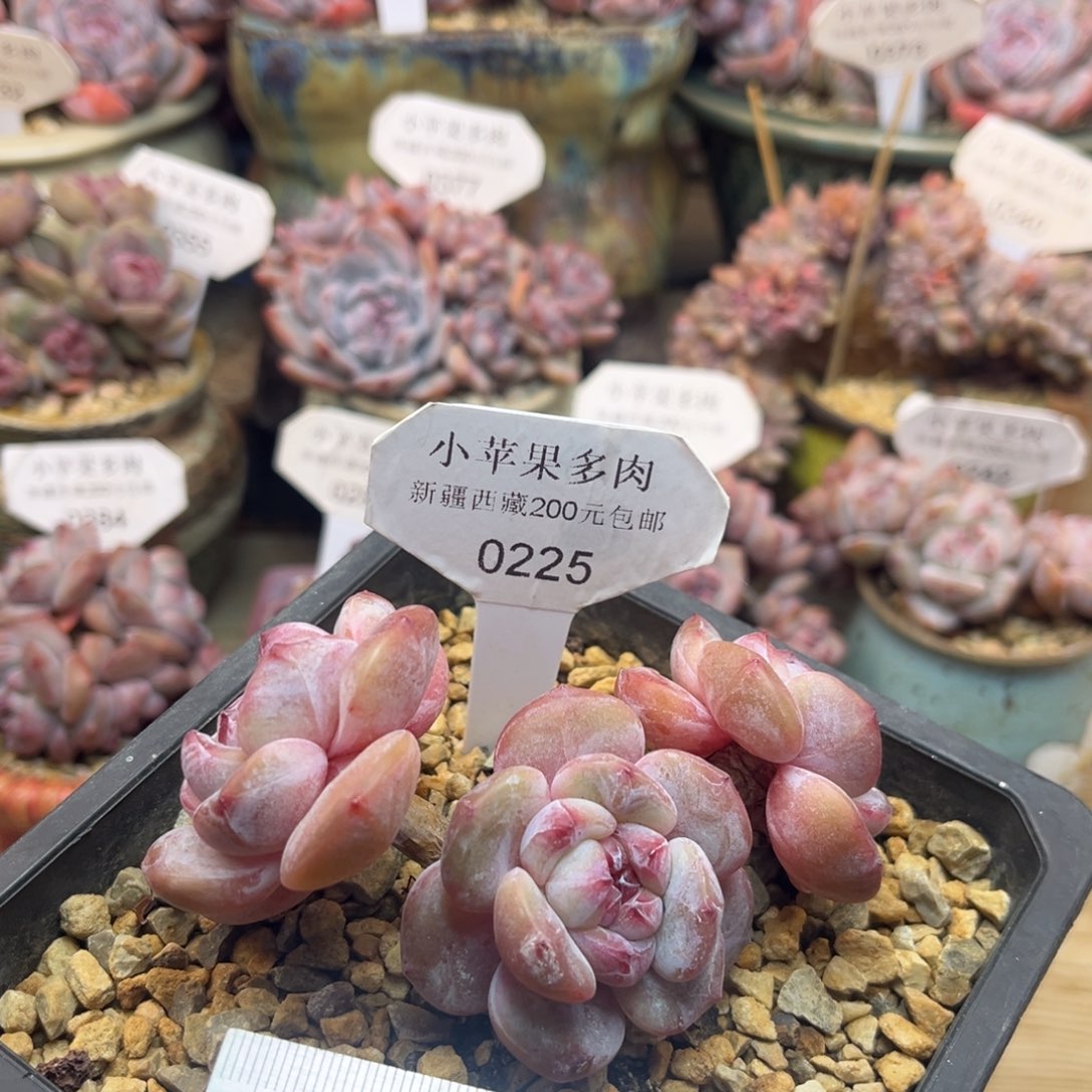 粉底紫心225/10cm3头