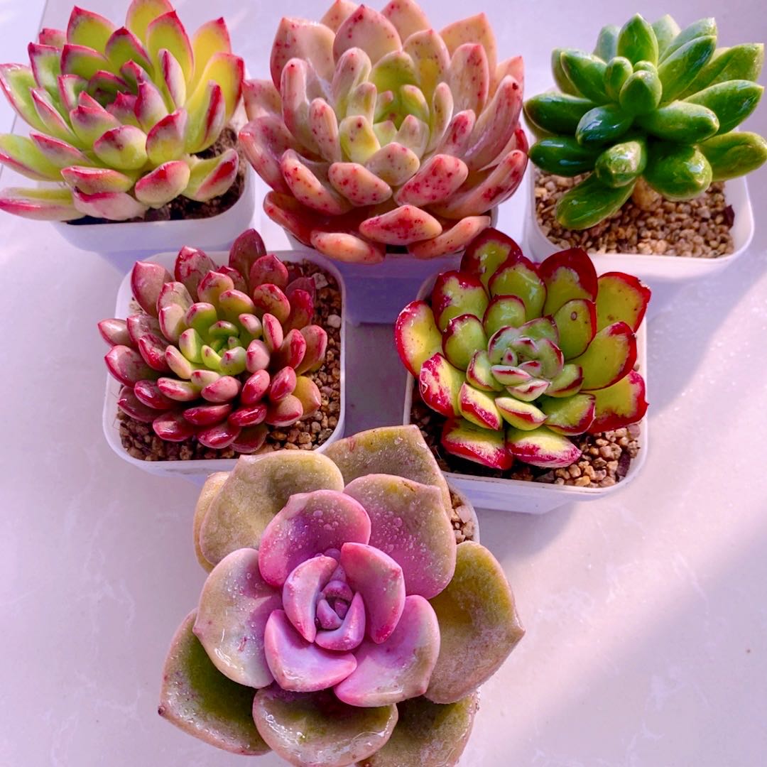 多肉植物 指定六颗  送盆土（6厘米左右）