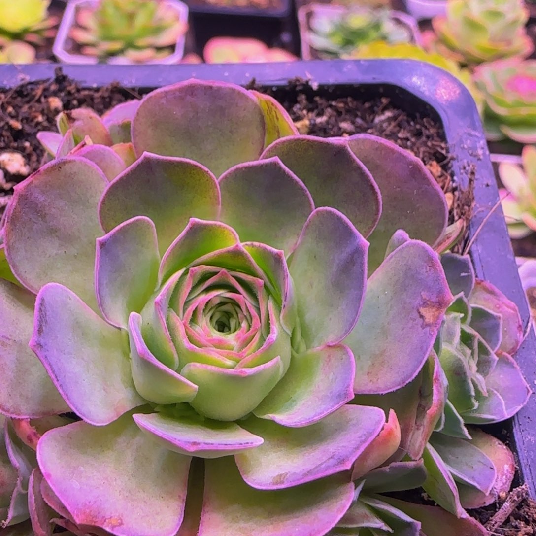 幻紫捧花1234242434342434243