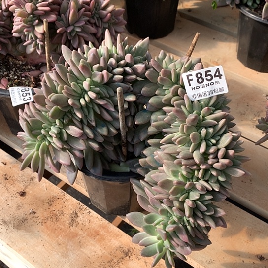 桃花源缀化854 退款拉黑需延迟发货