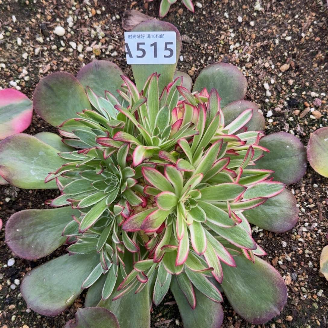 515荔枝多肉植物