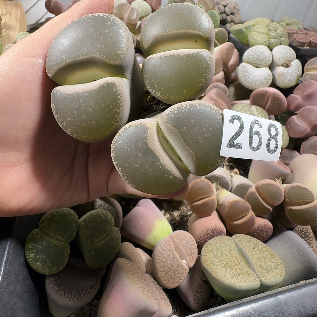 生石花一物一拍3头268