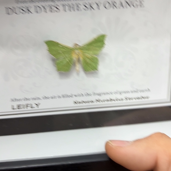 知***青蝴蝶标本定制360@