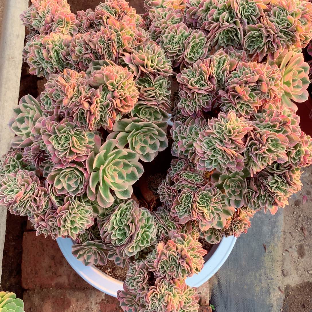 女郎大颗，多肉植物