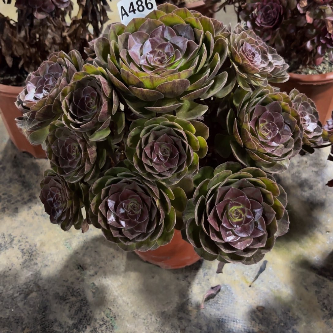 无花朵486黑魔法师多肉植物