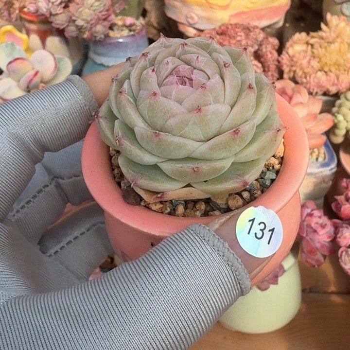 131 多肉含盆土 30元包邮 除偏远