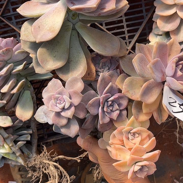 青***时紫乐景25号多肉植物