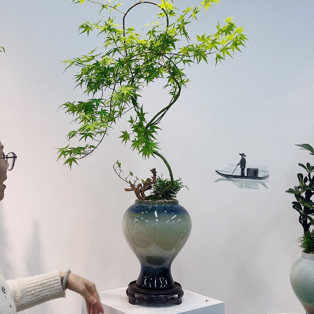 高端绿植一物一拍