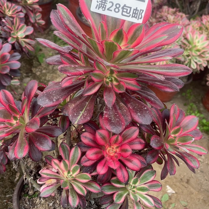 1062香奈尔手捧一号棚B