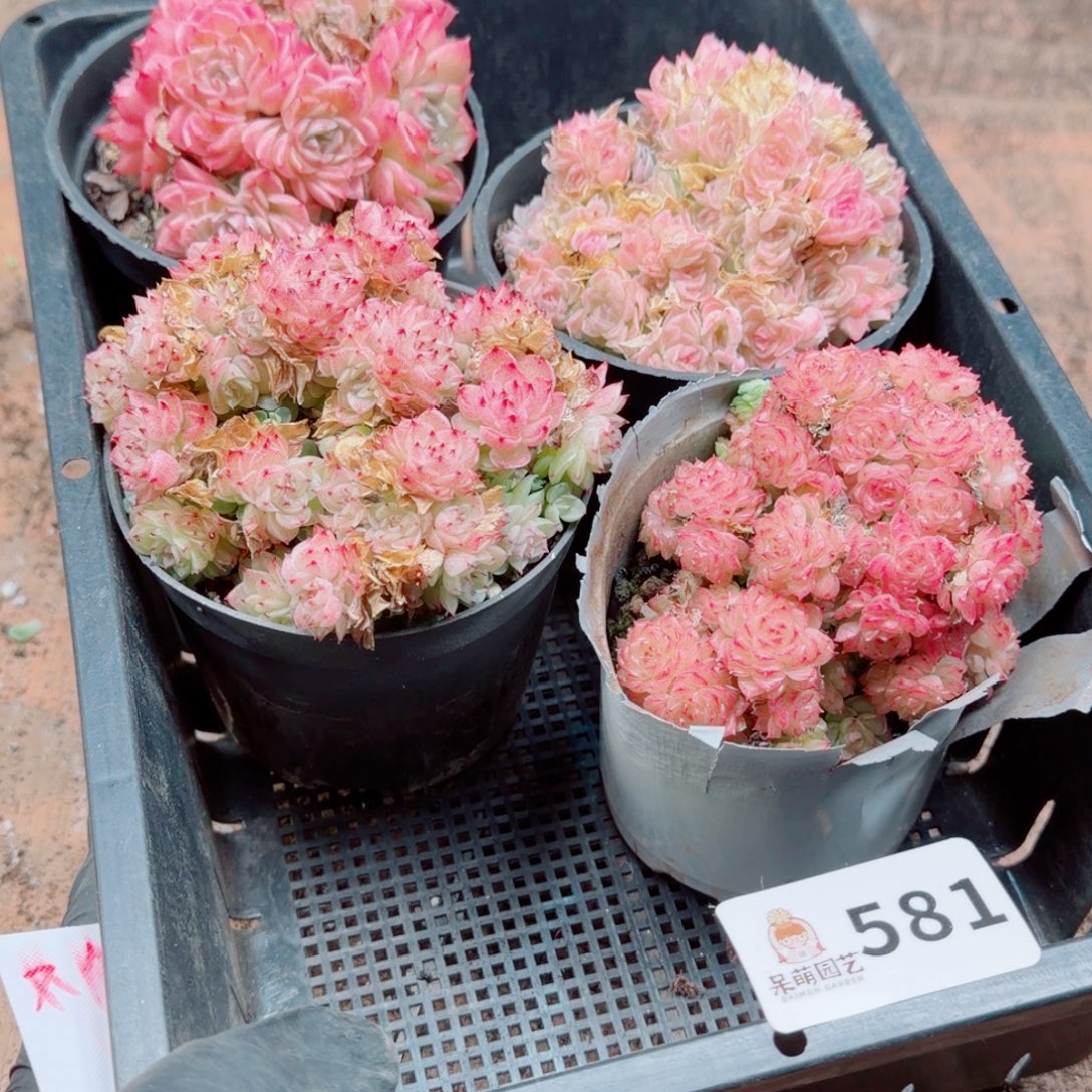 浅***浅多肉植物多肉植物