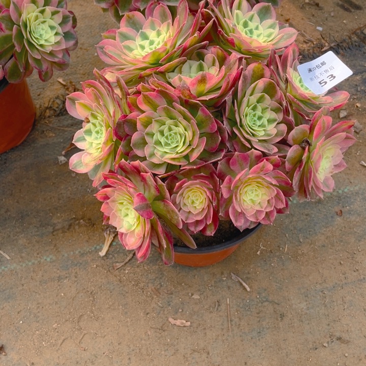 53玉姿法师多肉断枝不售后