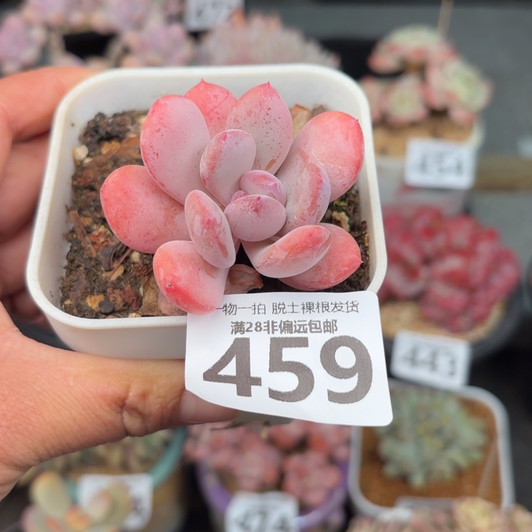 棒***）不知名无盆土发货