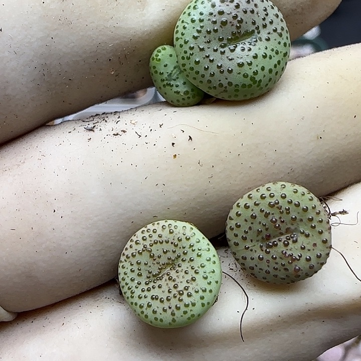 ㅤ****ㅤ1163火龙果安贞福利