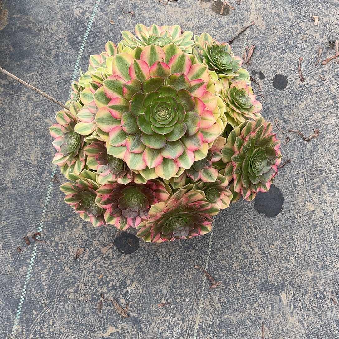 无花朵雨荷法师多肉植物漂亮