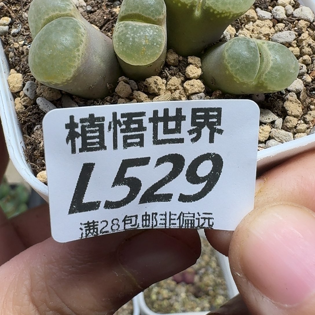 多肉W的人的润泽fg