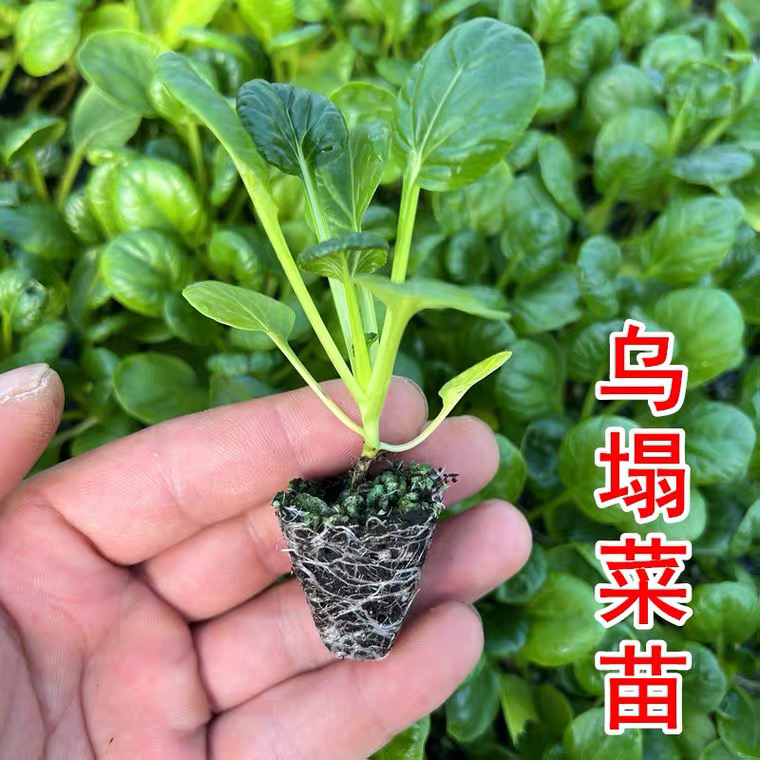 乌塌菜秧苗新鲜黄心乌黑心乌秋冬耐寒菜苗阳台盆栽黄心菜蔬菜苗子