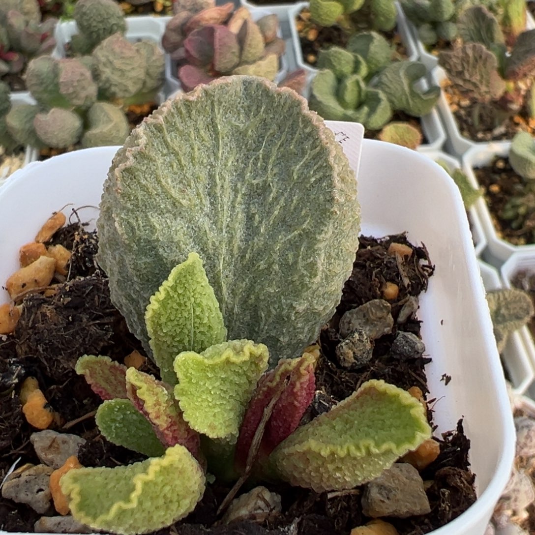 费罗尔大苗多肉植物水泡多肉植物