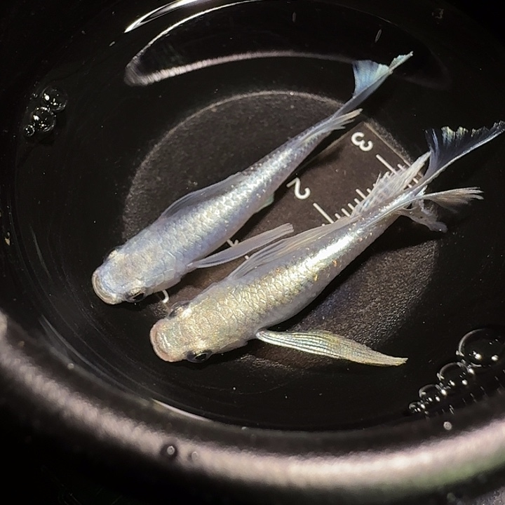 青鳉鱼一物一拍608