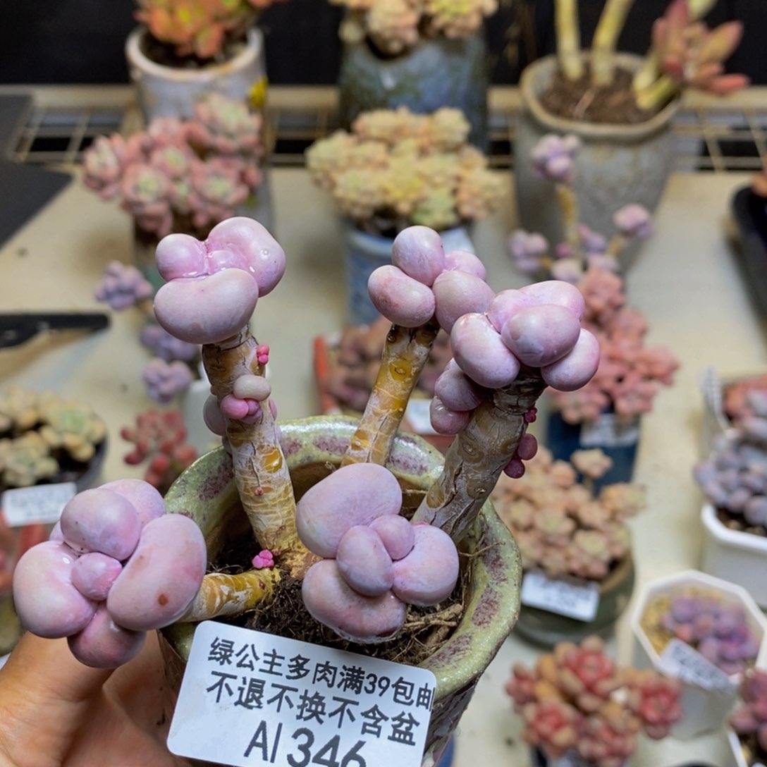 346芭比奶多肉6c m