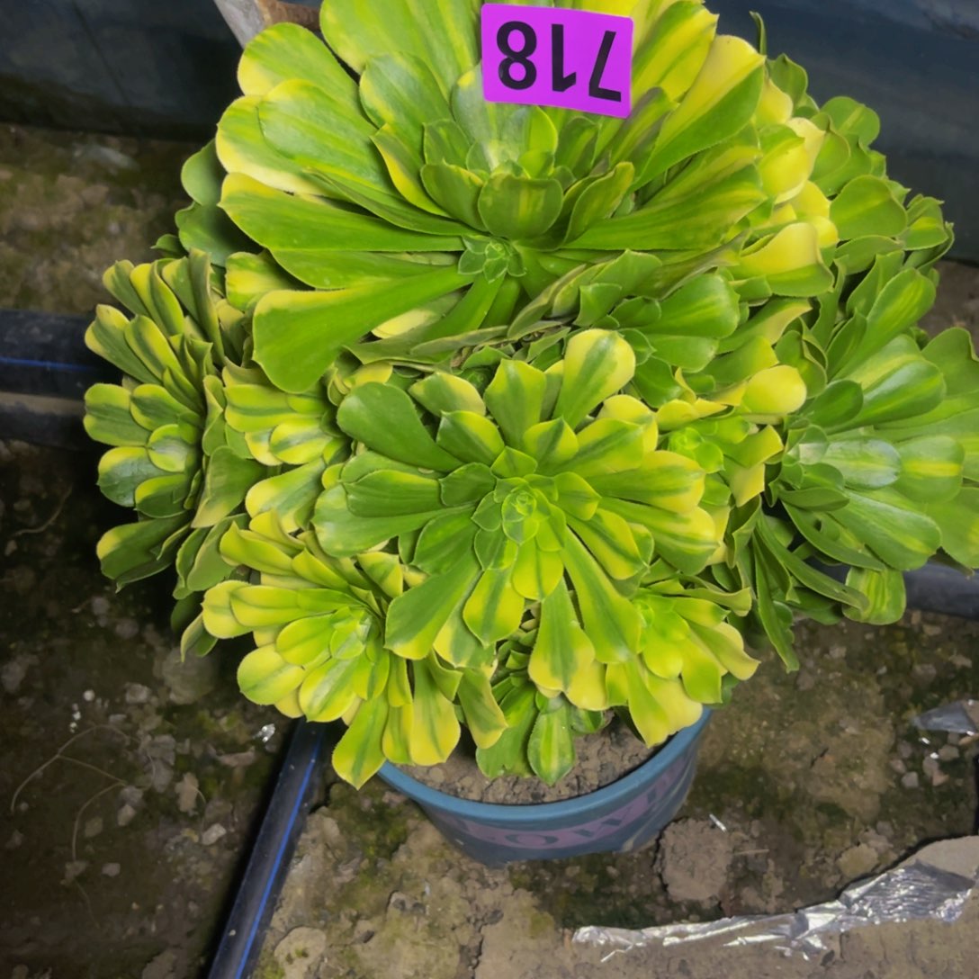 五色琉璃16//51包邮