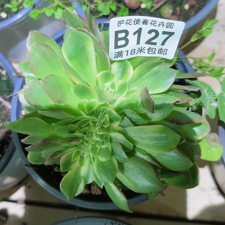 多肉法师海王缀化