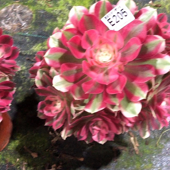 8***)女巫多肉20500000000