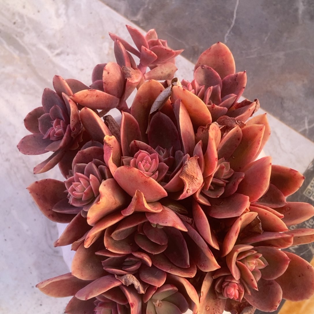 杂交多肉多肉多肉多肉