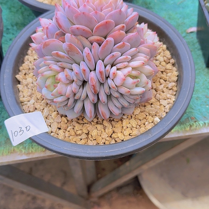 1030星星橙多肉植物