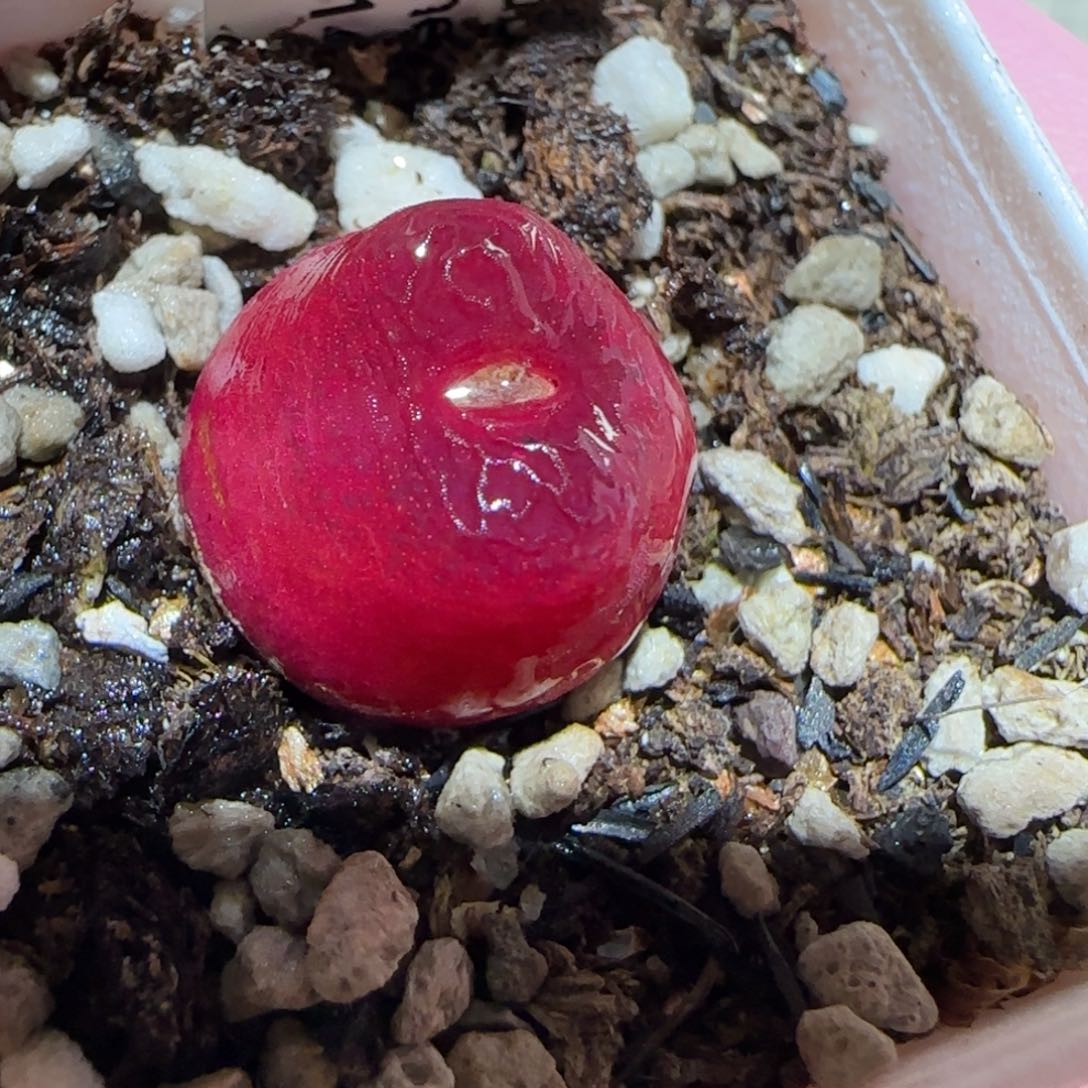 肉锥多肉植物百科6-1430.5、691