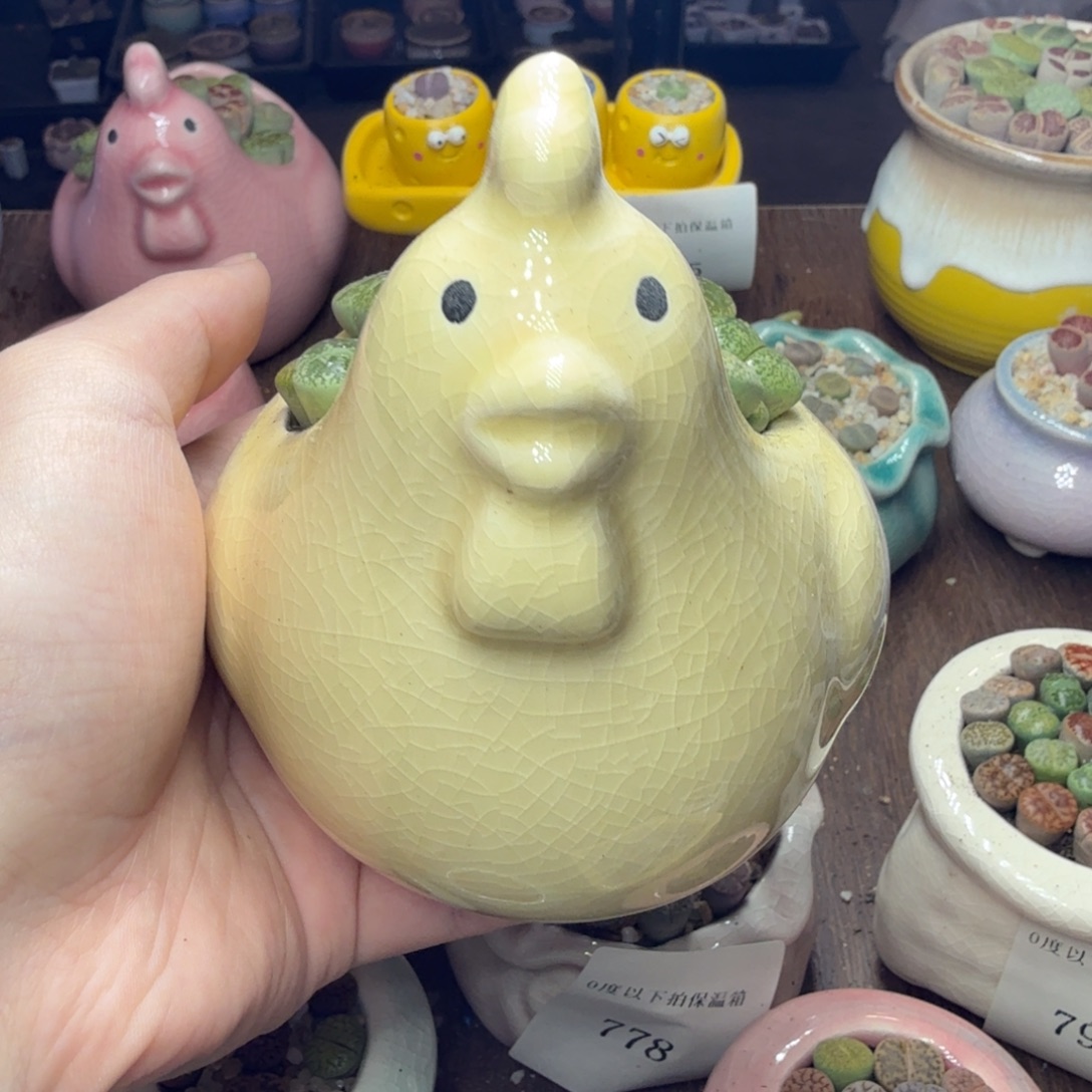 多肉植物和植物的生长802